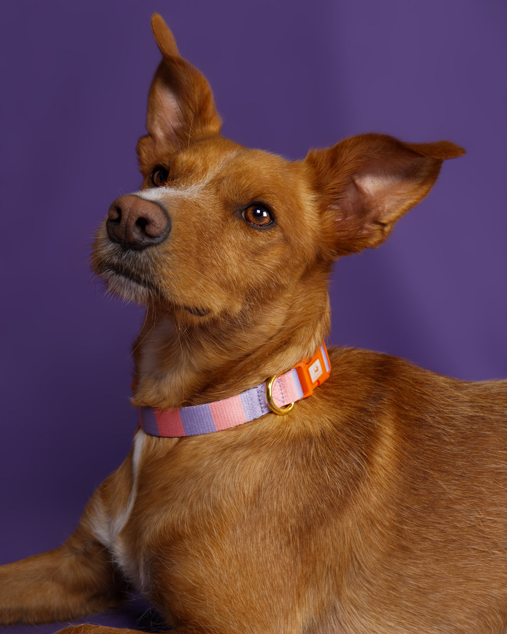 Collar Rosa | Lila