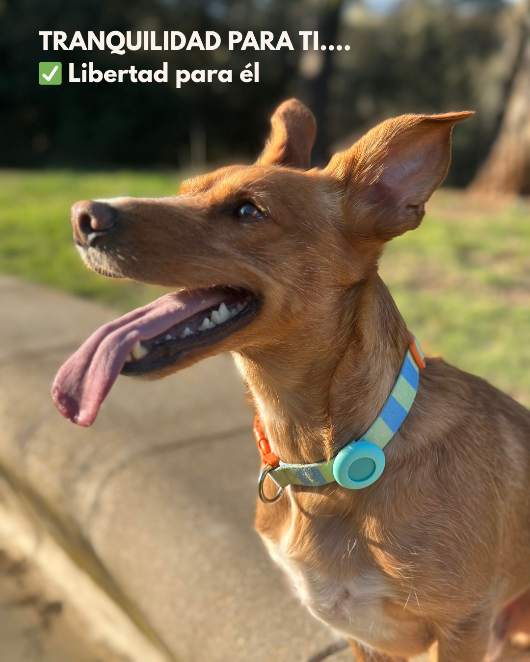 MASCOBOX TRANQUILIDAD