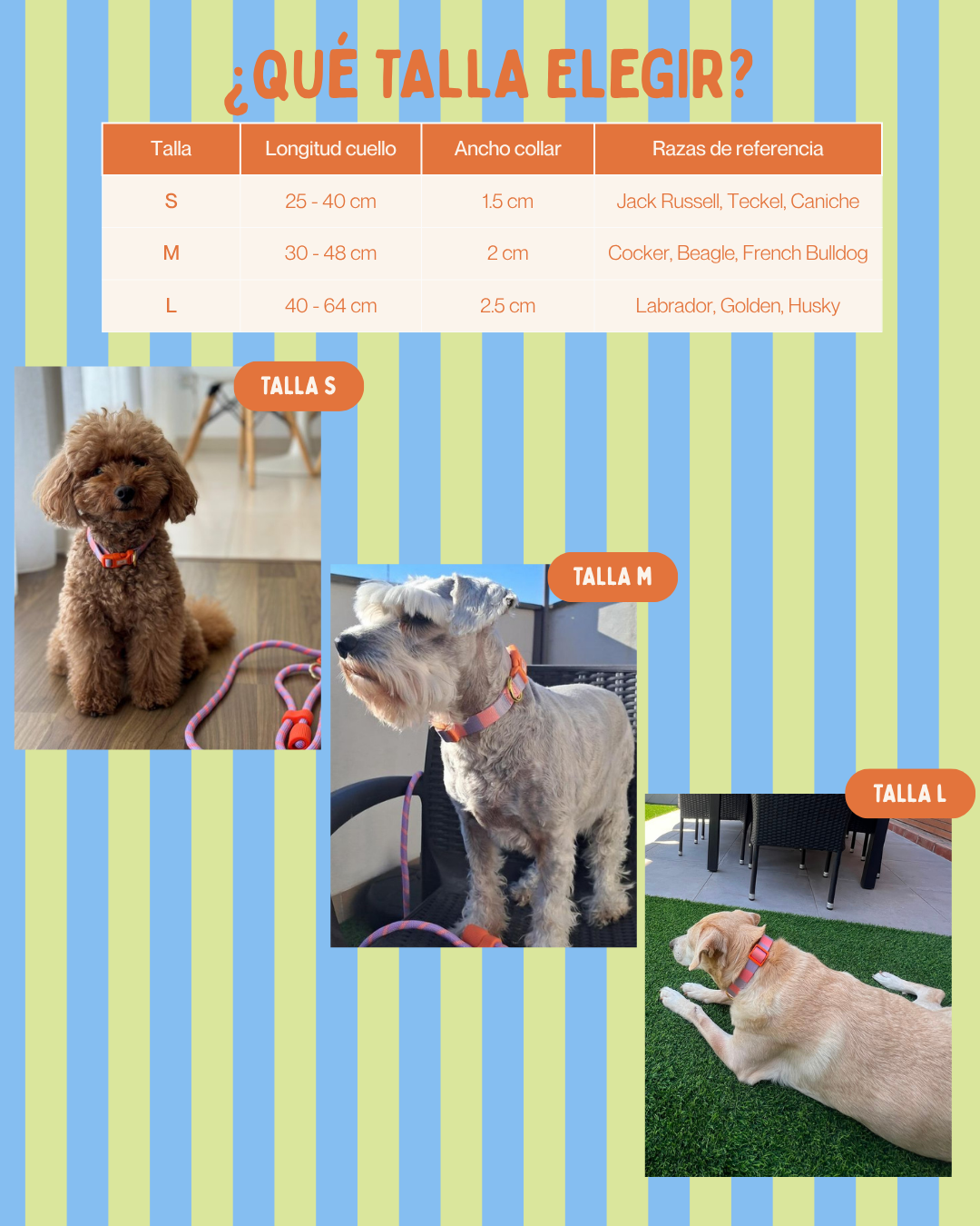 MASCOBOX ESENCIAL