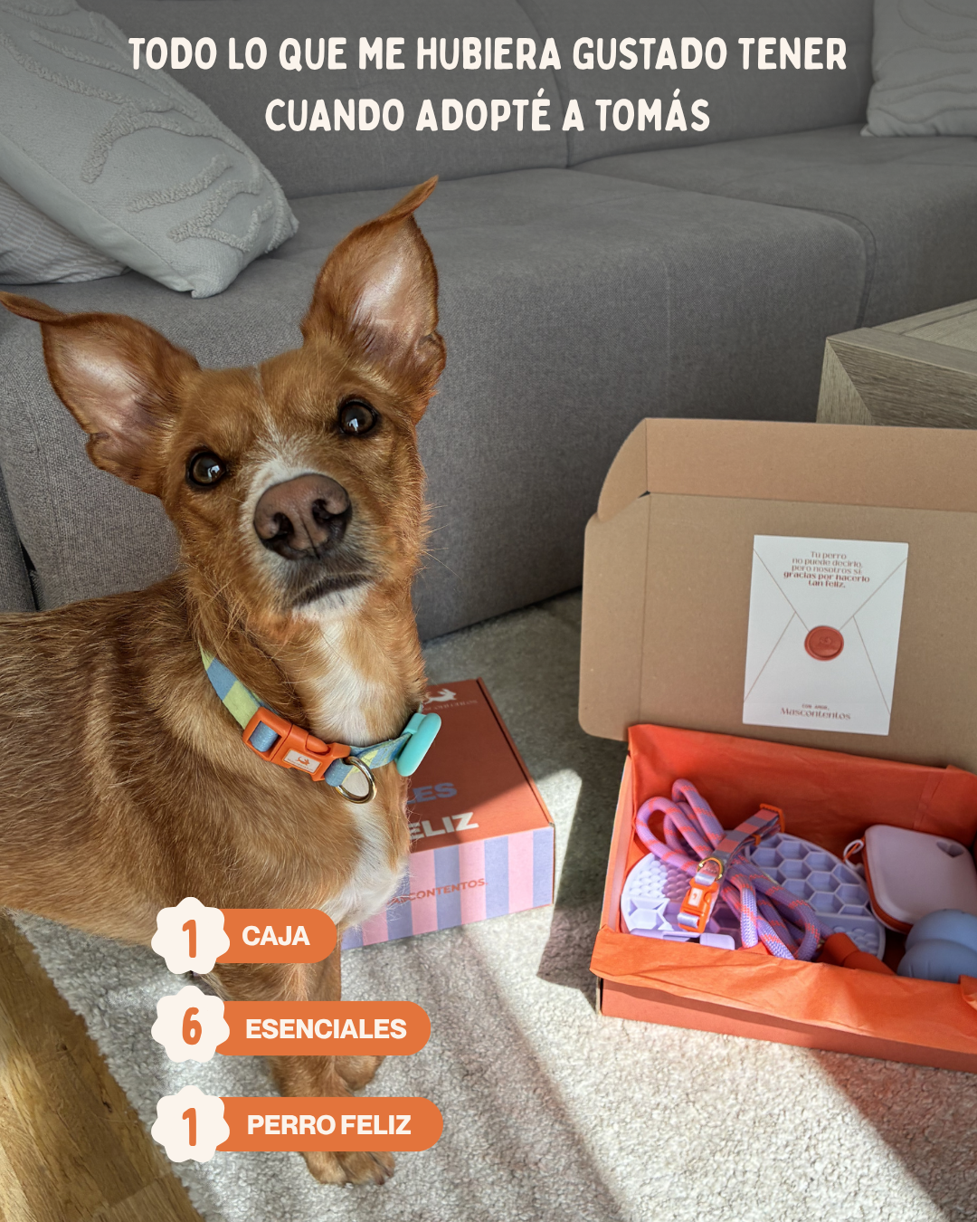 MASCOBOX ESENCIAL