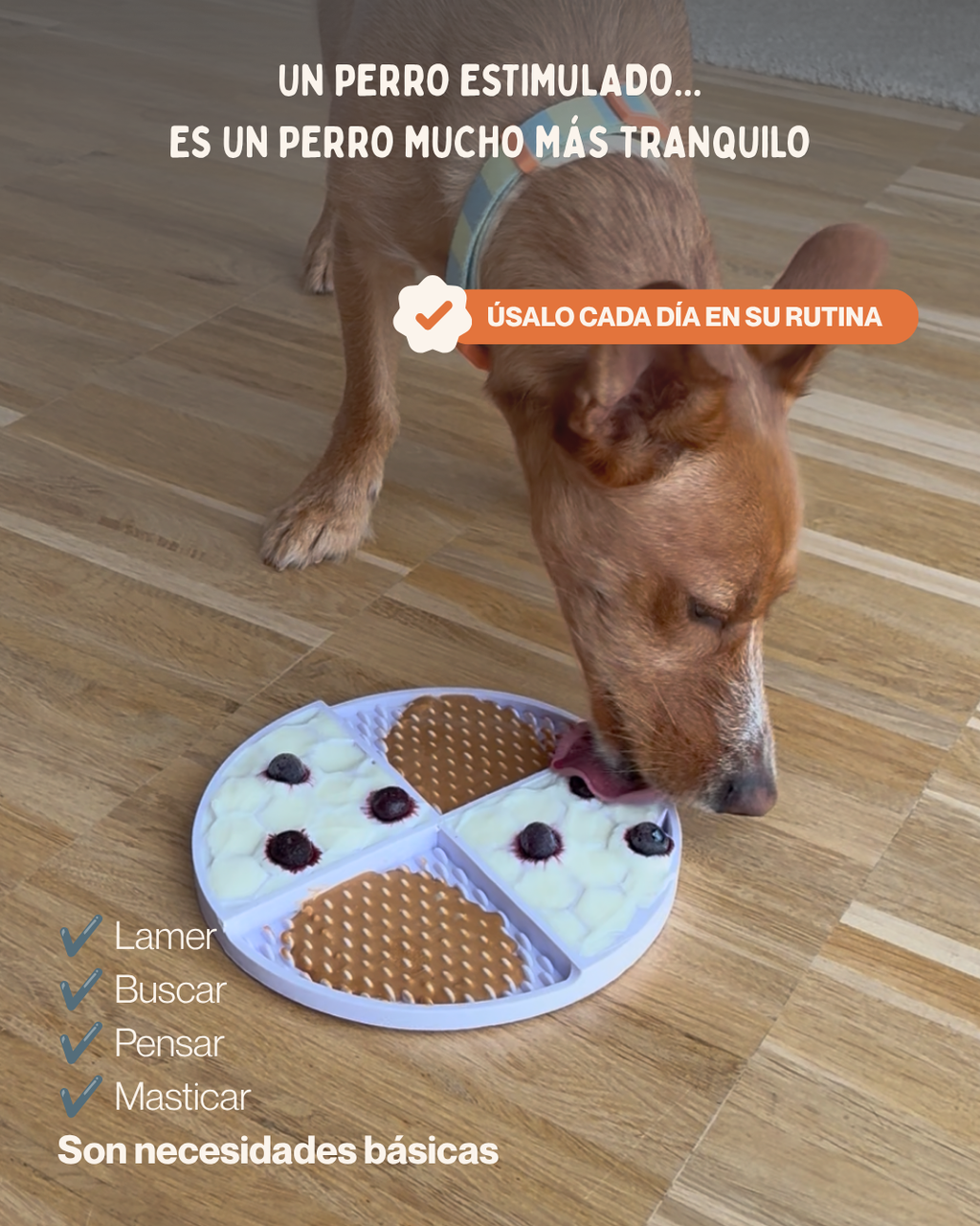 MASCOBOX ESENCIAL
