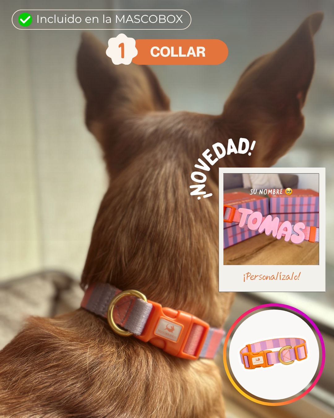 MASCOBOX ESENCIAL