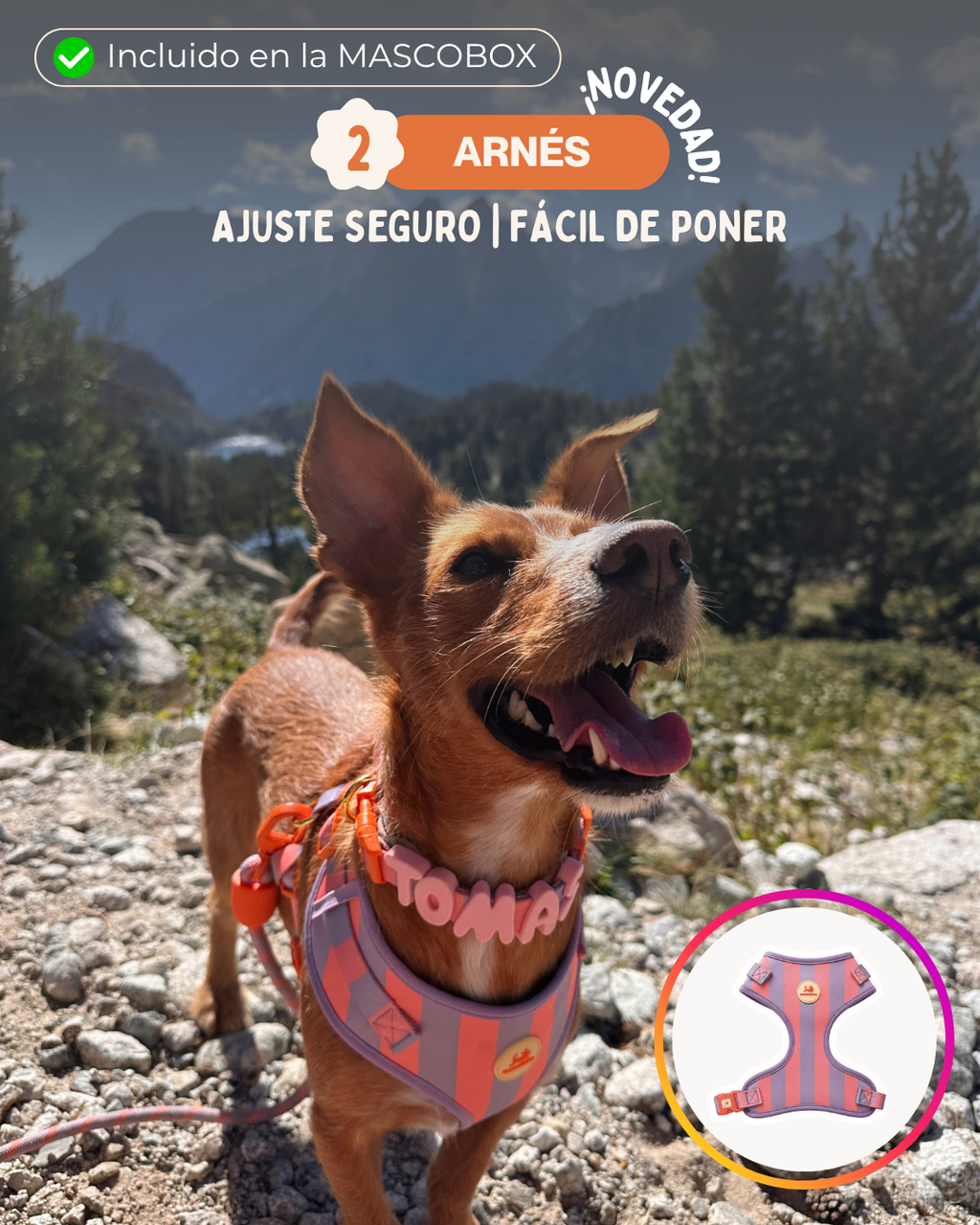 MASCOBOX RUTINA