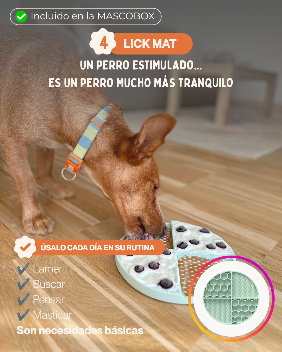 MASCOBOX ESENCIAL