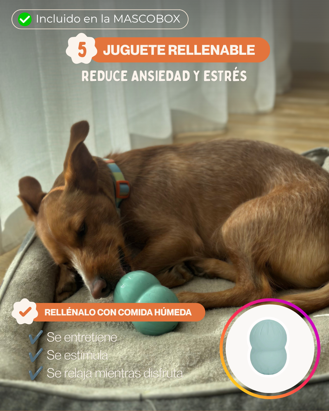 MASCOBOX ESENCIAL