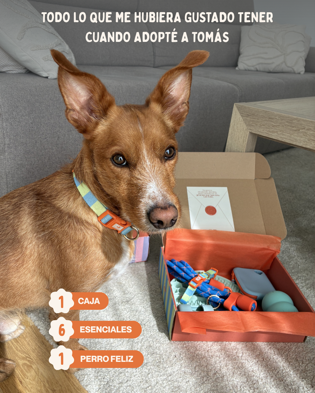 MASCOBOX ESENCIAL