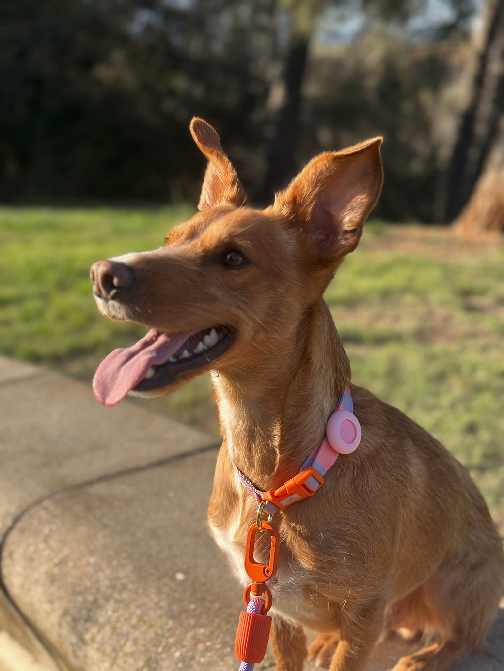 MASCOBOX TRANQUILIDAD