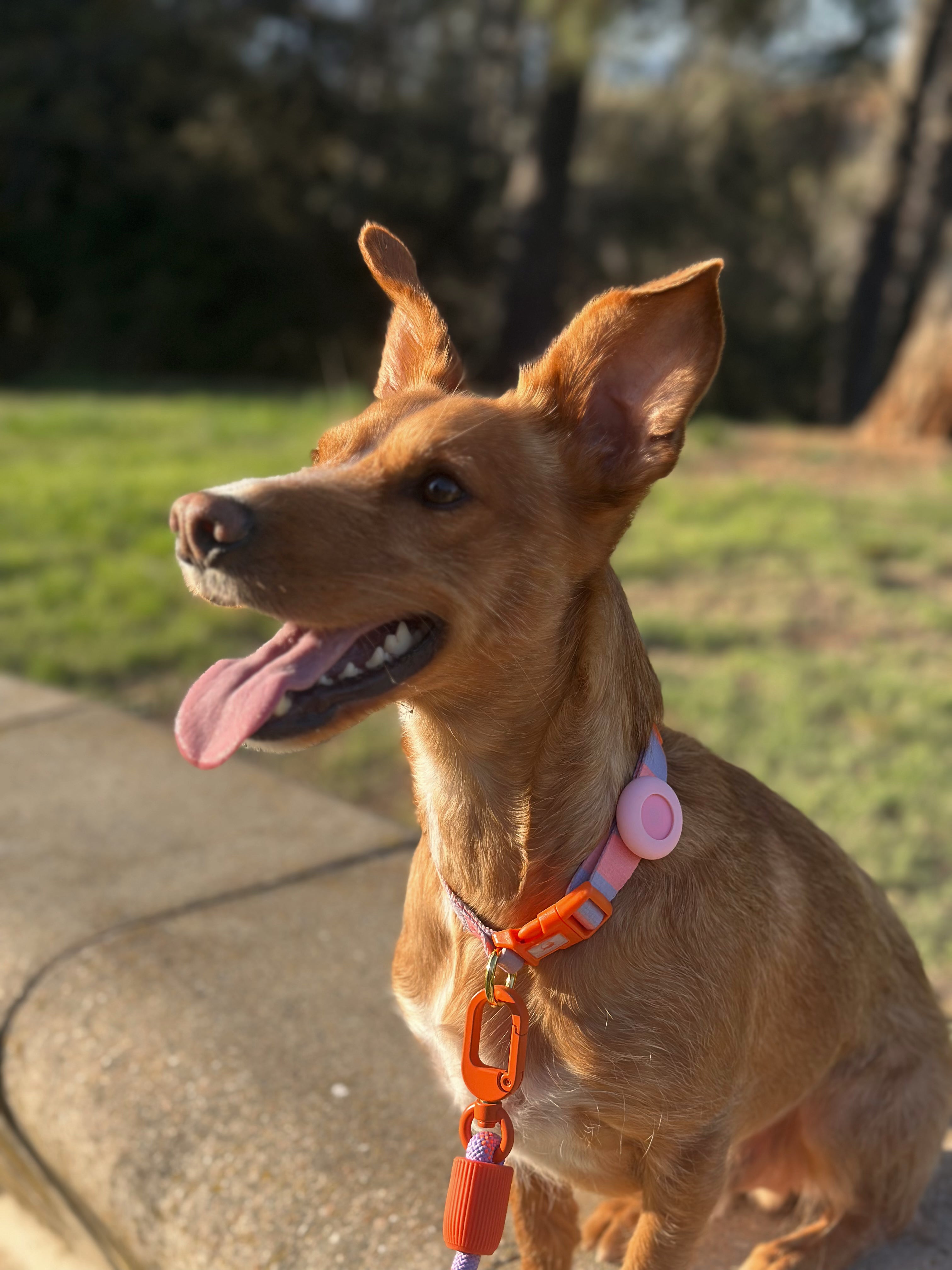 MASCOBOX TRANQUILIDAD